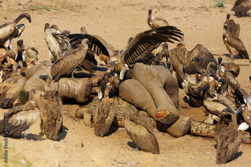 A flock of white-backed vulture  Gyps africanus  feeding on a large elephant by a river. Carrion scavengers on sandy river bank. Two vultures fighting for food sitting on an elephant skull.