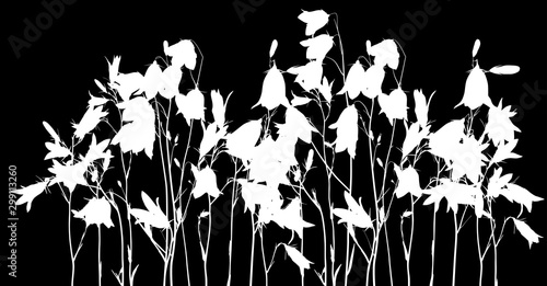 white campanula flowers large group on black