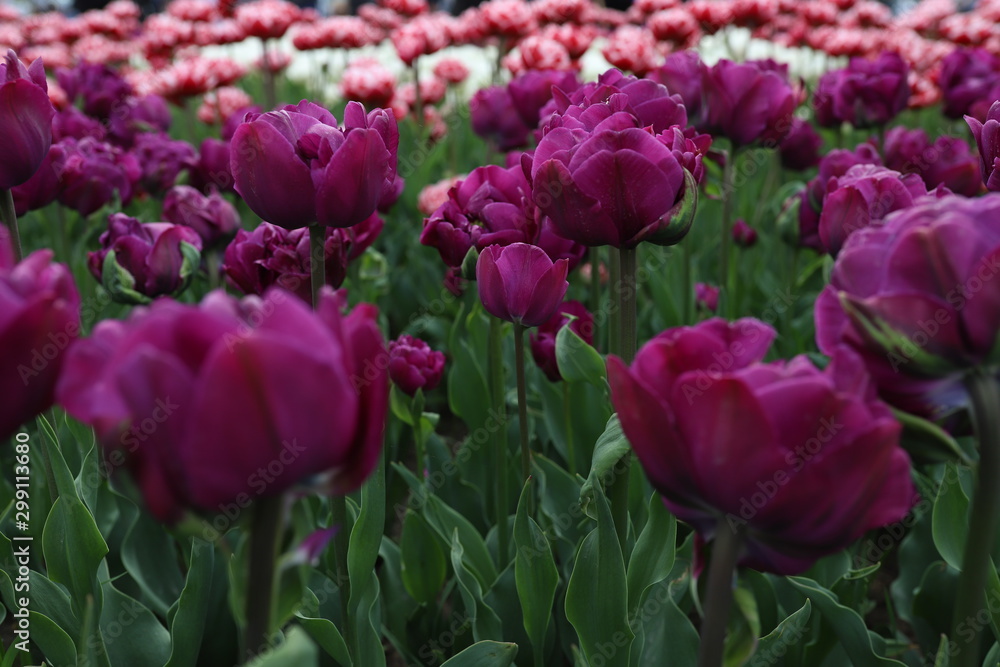 Tulip flower garden.Beautiful decorative plants bloom in spring season.Exotic colorful flowers background.Vibrant saturated colors and close up focus 