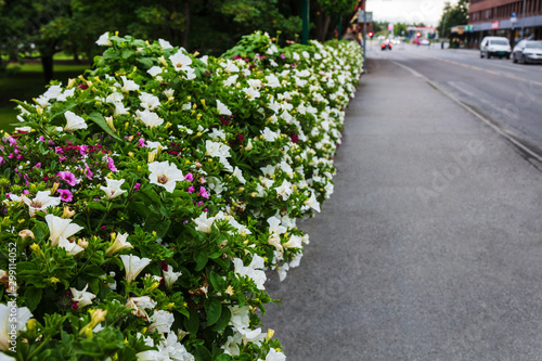 flowering bushes on city street