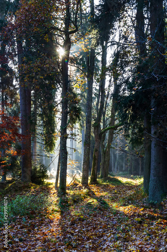 Fototapeta Naklejka Na Ścianę i Meble -  Misty autumn path with trees, falling leaves and sun, Czech landscape