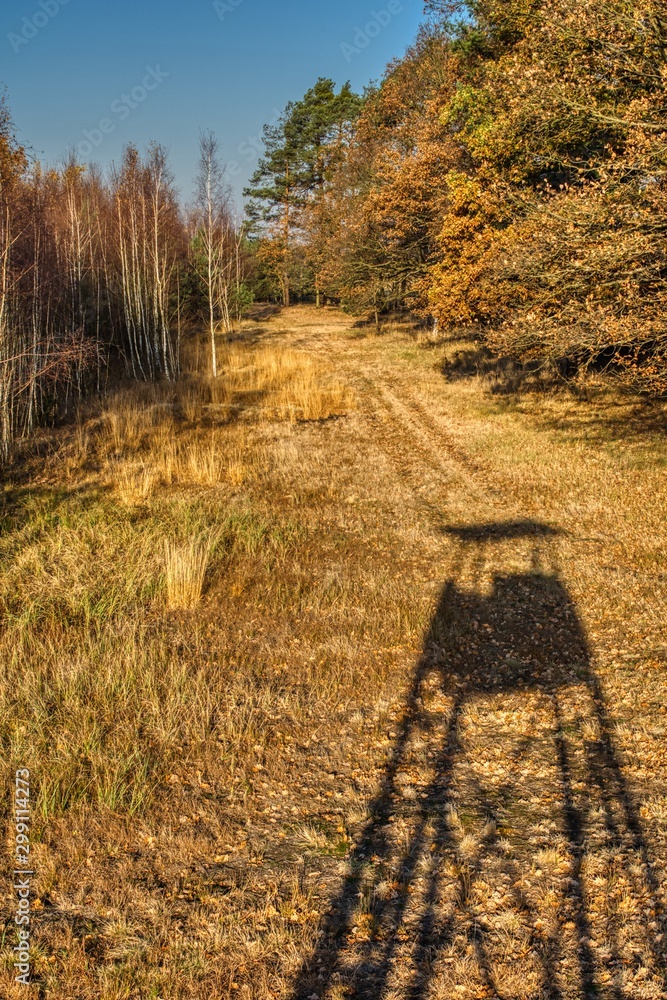 on the forest road a pulpit of a hunter hunting for wild boar and roe deer, in the morning the pulpit casts a long shadow on autumn leaves