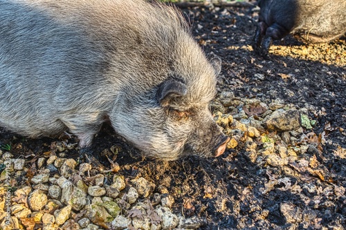 Obraz na płótnie pig on farm, a large pig walking in a forest yard over mud and leaves, light pet fur w salonie