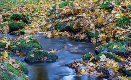 Fototapeta Naklejka Na Ścianę i Meble -  Nice small forest brook, stream with colorful autumn leaves, long exposure photograph, Czech landscape