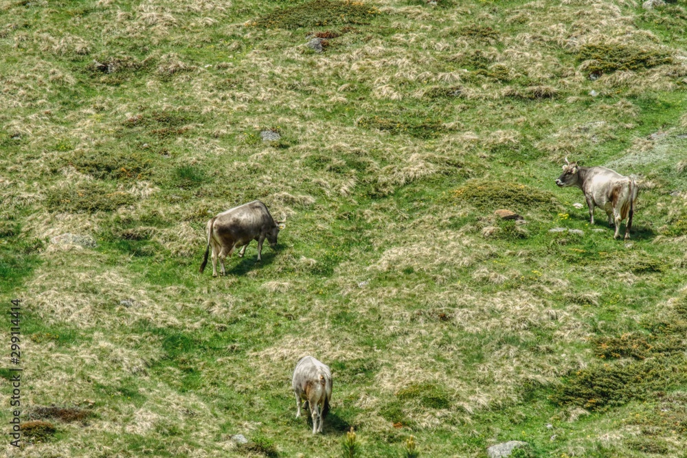 three gray North Tyrolean cows while grazing on a meadow, spring grass with remnants of dry grass from the previous year, in the Alpine pastures, cow grazing provides milk for cheese and tasty mea