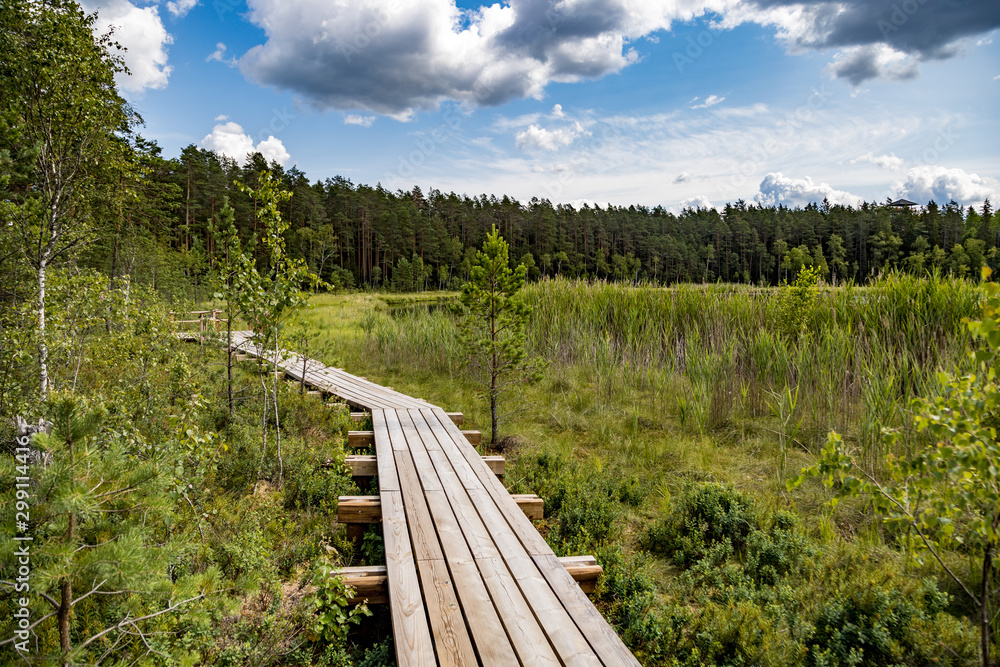 Footbridge in bog