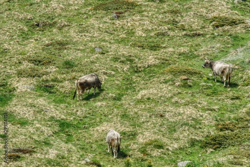 three gray North Tyrolean cows while grazing on a meadow, spring grass with remnants of dry grass from the previous year, in the Alpine pastures, cow grazing provides milk for cheese and tasty mea