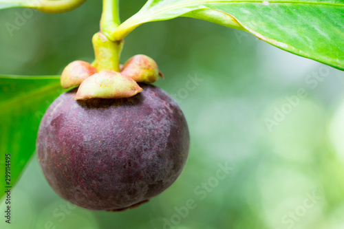 Mangosteen fruit (Garcinia mangostana) on a tree in the garden