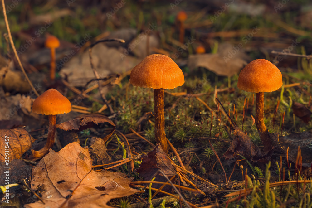 view of a beauty toadstool mushrooms in evening time view of a beauty toadstool mushrooms in evening time