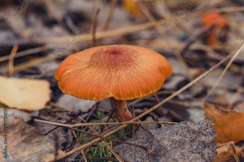 beauty ginger toadstool mushroom