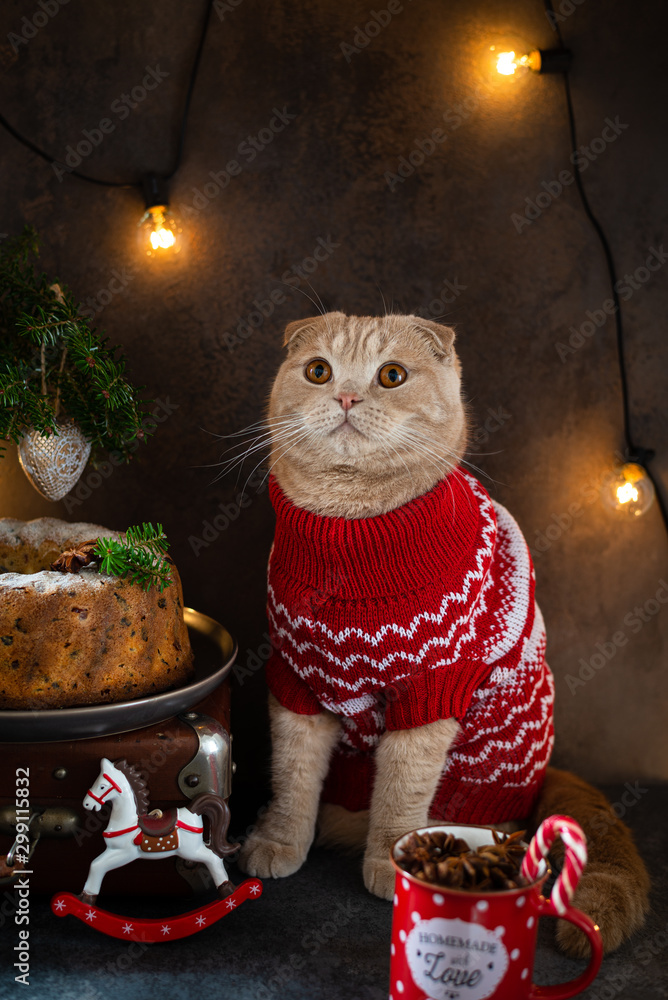 Christmas cat in red knitted sweater near christmas tree and cake with dired fruits. Hygge, cozy winter concept. Happy new year, noel celebration card. Copy space