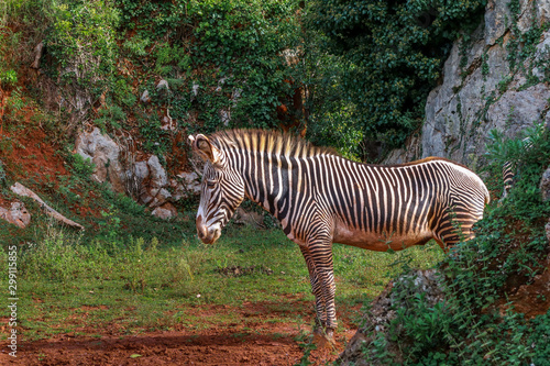 a zebra walking through a green meadow