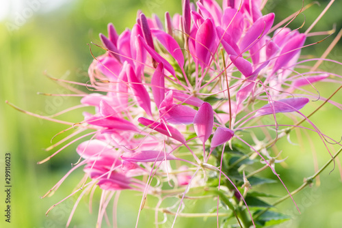 Close-up of a beautiful flower called cleome in the sun in summer