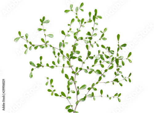 Tree branches on white background.