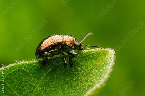 Beetle on a leaf © COMMON  HUMAN
