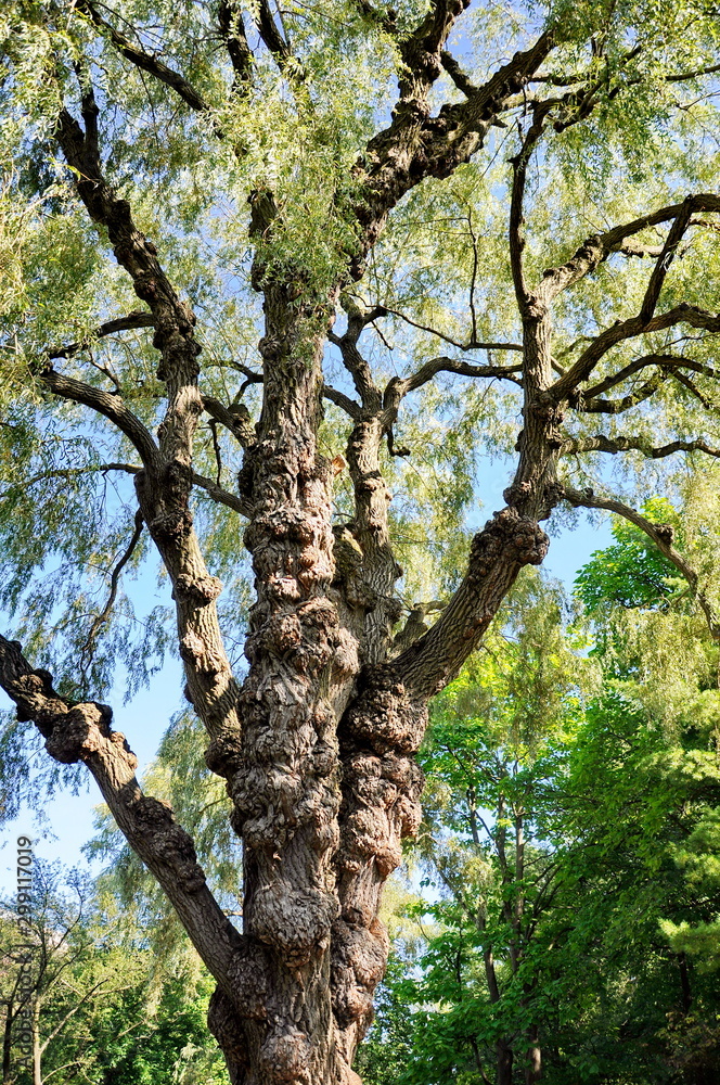 Weeping Golden Willow Tree in Toronto, Ontario, Canada. Weeping Golden Willow Tree in Toronto, Ontario, Canada.