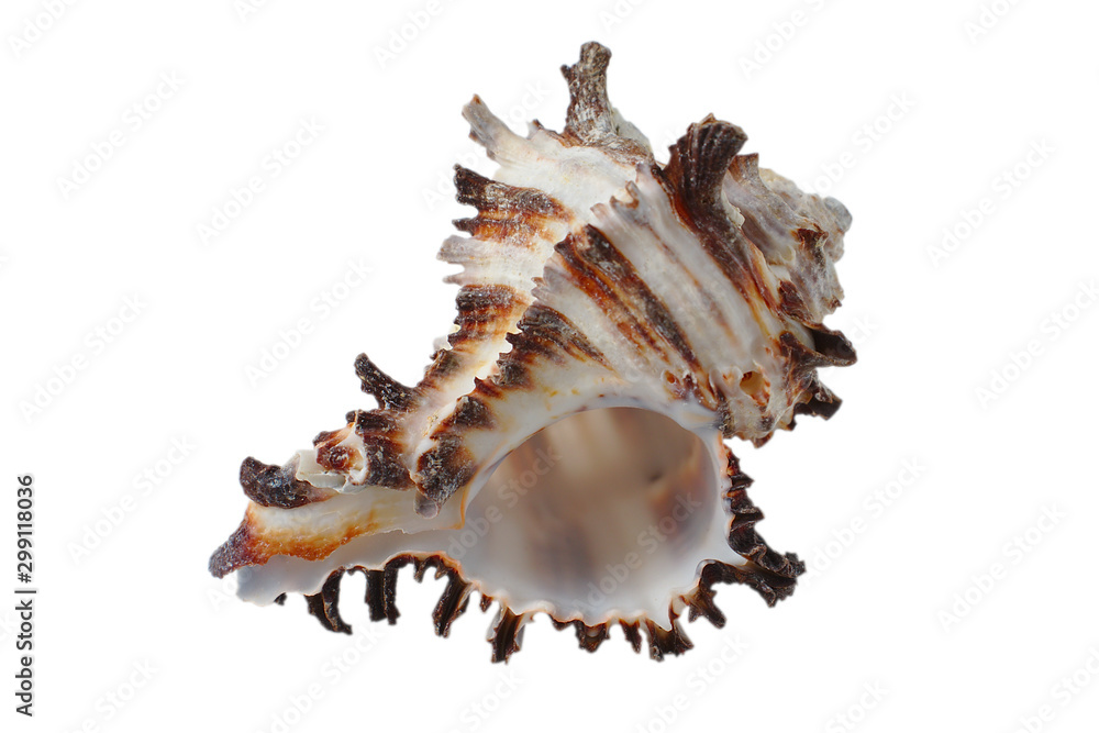 White and brown sea shell isolated on white background.
