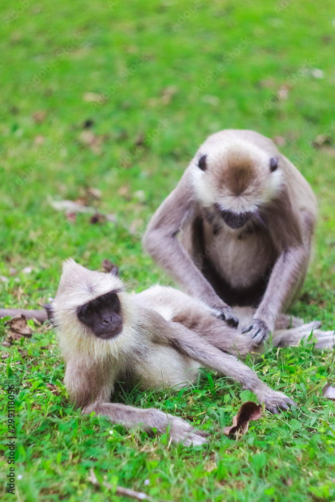 Fototapeta premium monkey in nature