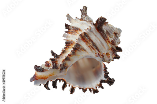 White and brown sea shell isolated on white background.