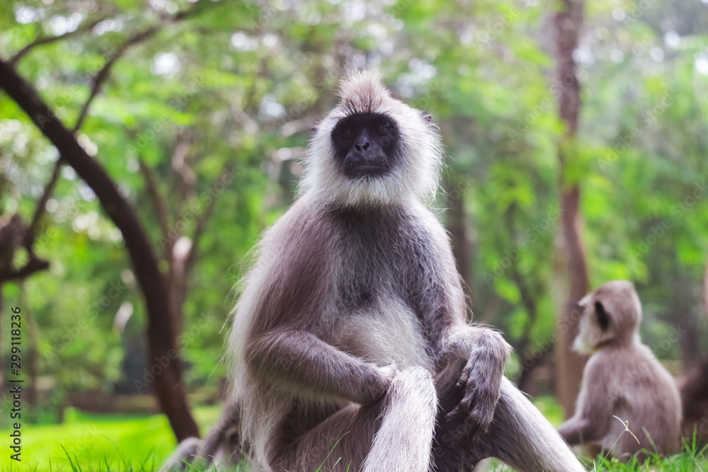 Fototapeta premium monkey in nature