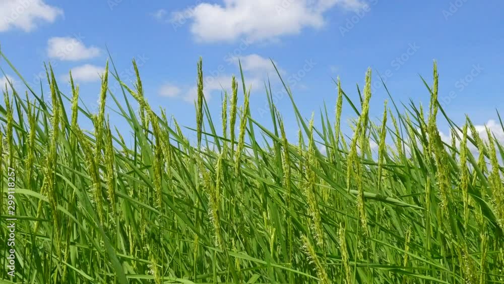 The rice paddy field in Thailand The rice paddy field in Thailand