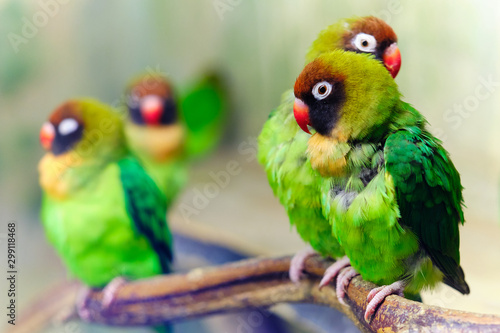Colourful love birds on a branch