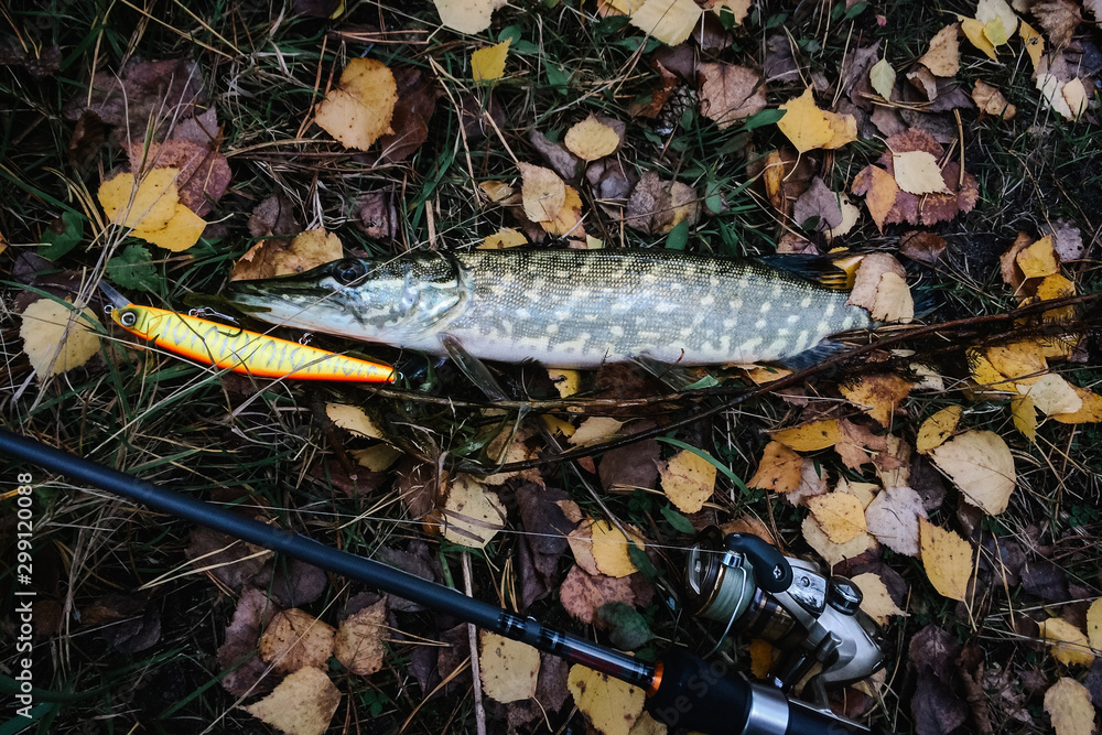 Great catch, pike with spinning lies on grass. fish, spoon. perch on hooks.  fishing bait. close up. throw-line. fishing rod. Fishing background. Good  catch. Trophy fish. angler. headshot. 스톡 사진