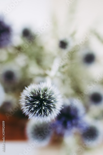 Chardon bleu s  ch    fleurs d  coratives