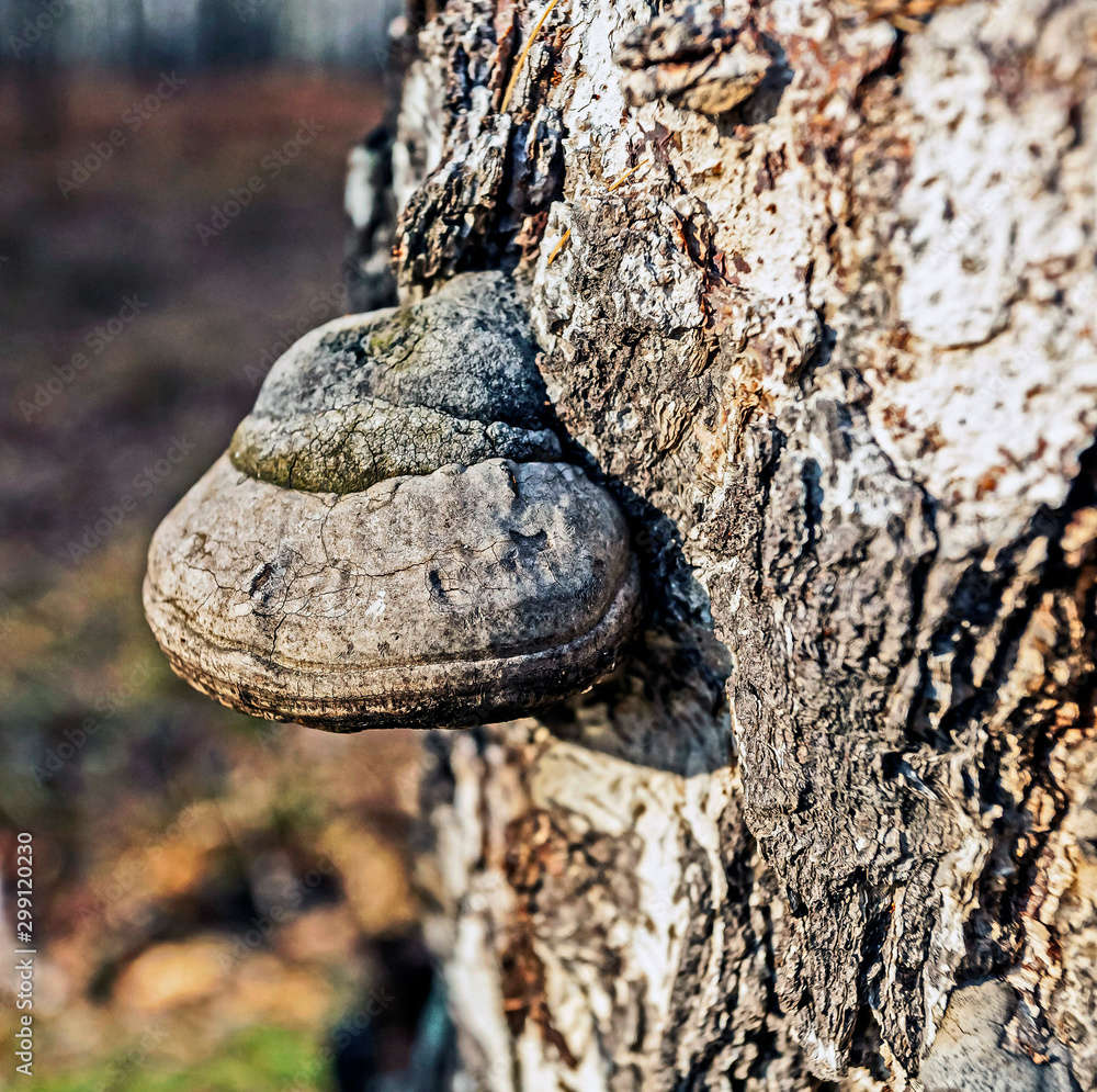 Φωτογραφία tinder mushroom with the Latin name Fomes fomentarius in the autumn forest on th