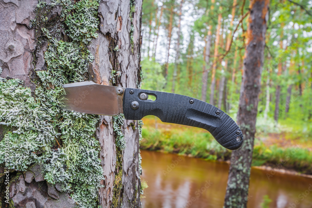 Naklejka premium Black mushroom knife is stuck in pine tree against taiga river in the forest.