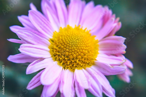 autumn chrysanthemum flowers close-up on a blurred background.