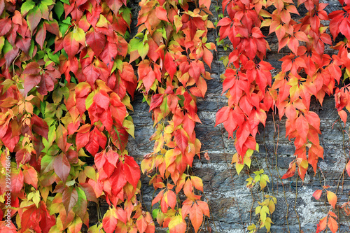 Red and green leaves trailing down an old wall in autumn/ fall.