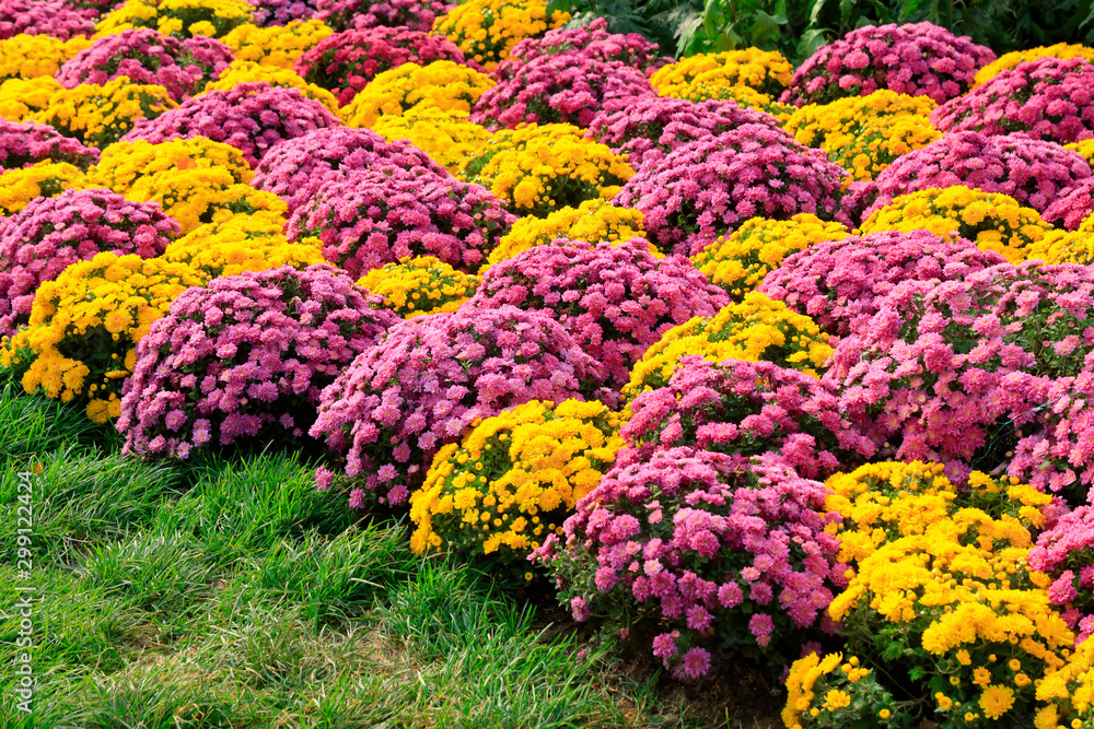 chrysanthemum in the garden chrysanthemum in the garden