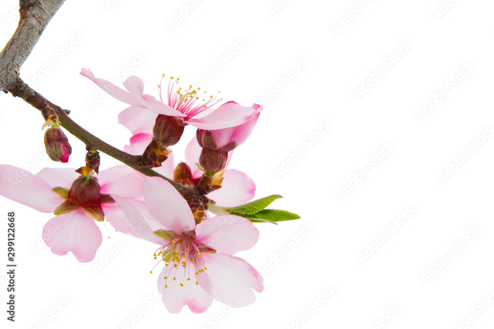 rama en flor de un almendro e un fondo blanco aislado Stock Photo | Adobe  Stock