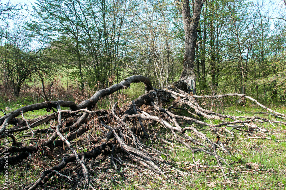 Hit and split by lightning big tree in the woods Hit and split by lightning big tree in the woods