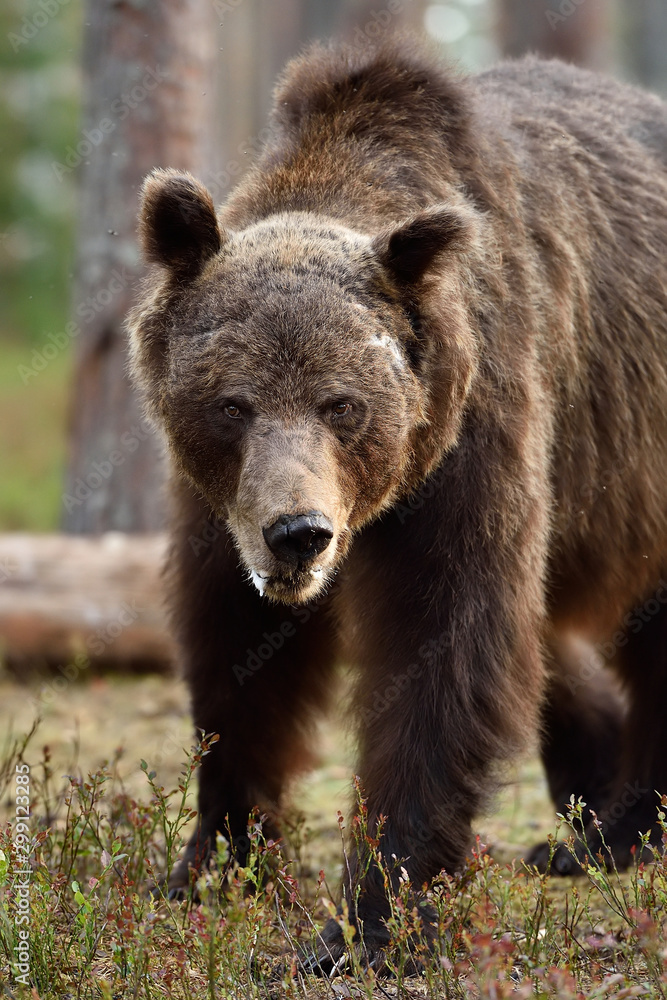 Ugly brown bear portrait. Bear portrait in forest