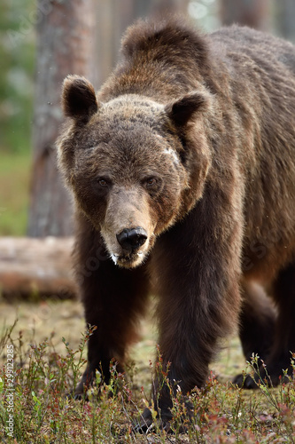 Ugly brown bear portrait. Bear portrait in forest