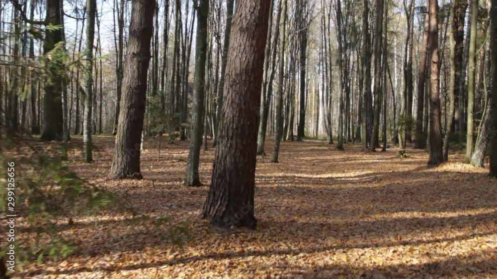 Sunlight in the forest breaks through tree branches. Sun glares. Fallen leaves lie on the ground in an even layer Sunlight in the forest breaks through tree branches. Sun glares. Fallen leaves lie on the ground in an even layer