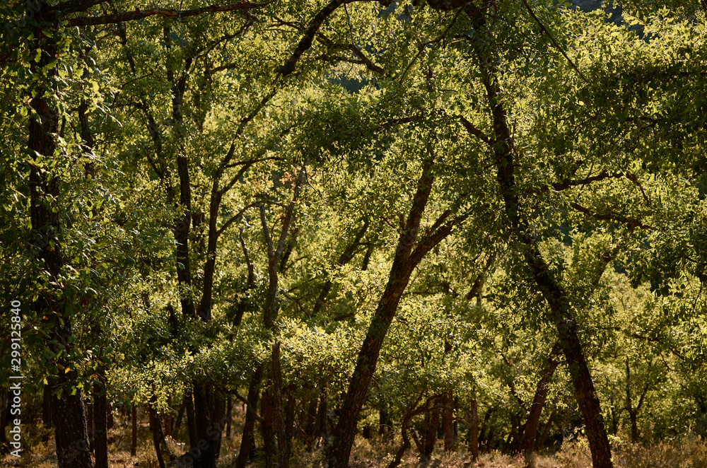 Obraz premium backlight of some trees full of green leaves and thin trunks in a forest