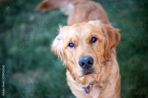 Golden retriever puppy looking directly into camera surrounded by lush green grass and cool lighting