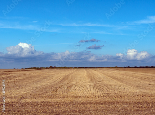 Agricultural levels. Autumn sowing. On the horizon trees and blue sky.