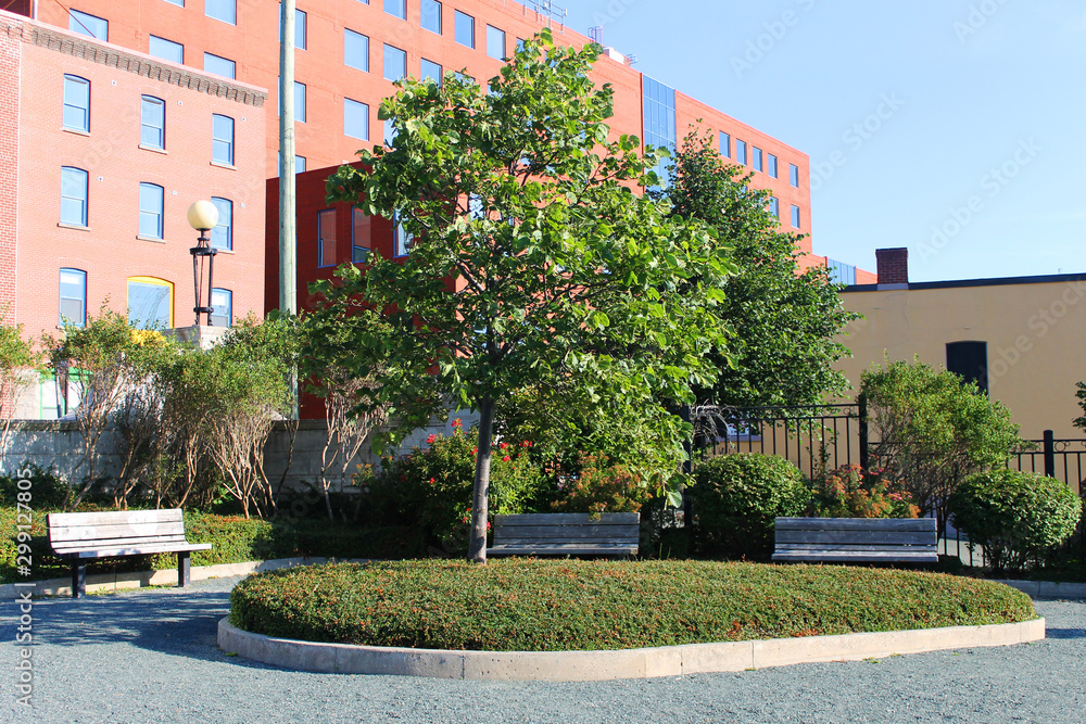 Harbour Side Park, St. John's, Newfoundland. Tree on a grass island surrounded by a walkway and benches. Brick buildings in background.