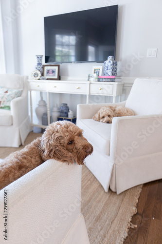 mini labradoodles on chairs