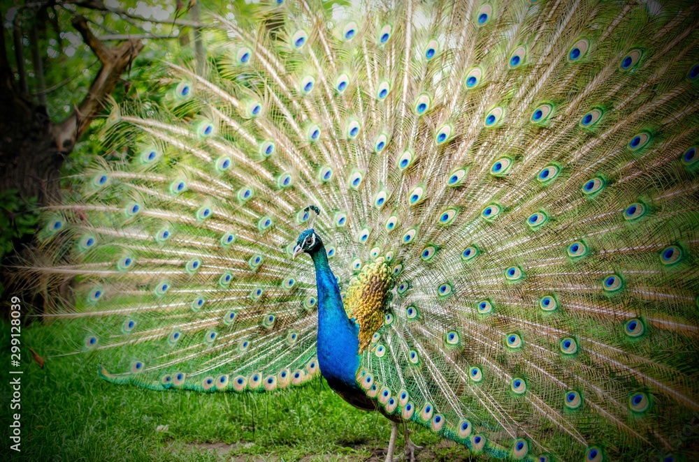 Fototapeta premium peacock with feathers out