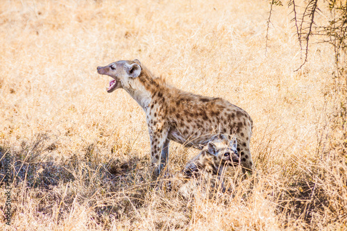 A hyena cub with his mother
