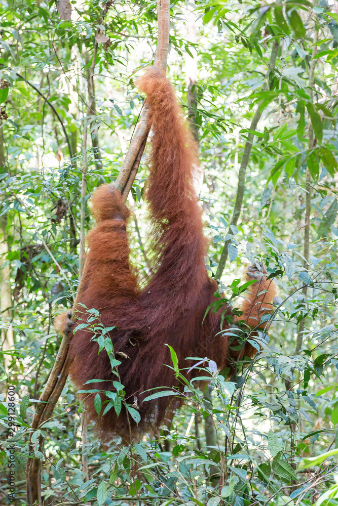 Obraz premium Beautiful male Sumatran Orangutan (Pongo abelii) during a ecotourism jungle hike in Gunung Leuser National Park, Bukit Lawang, Sumatra, Indonesia