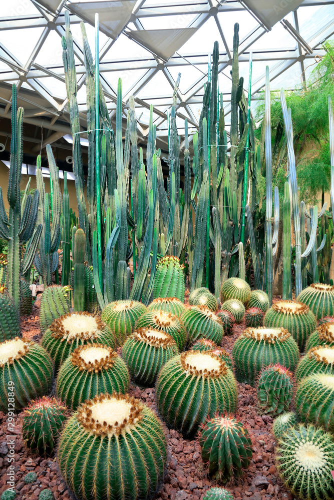 Cactus plants in the park