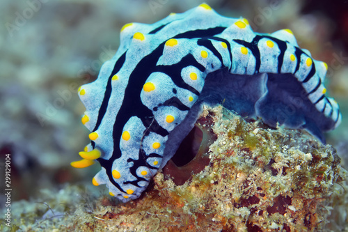 Phyllidiella varicosa nudibranch crawling on the coral reef.
