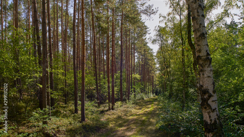 Autumn monoculture forest path