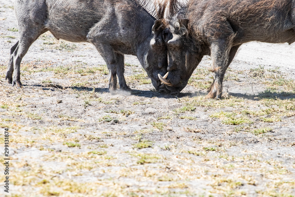 warthogs that fight for the territory in the African savannah, a funny